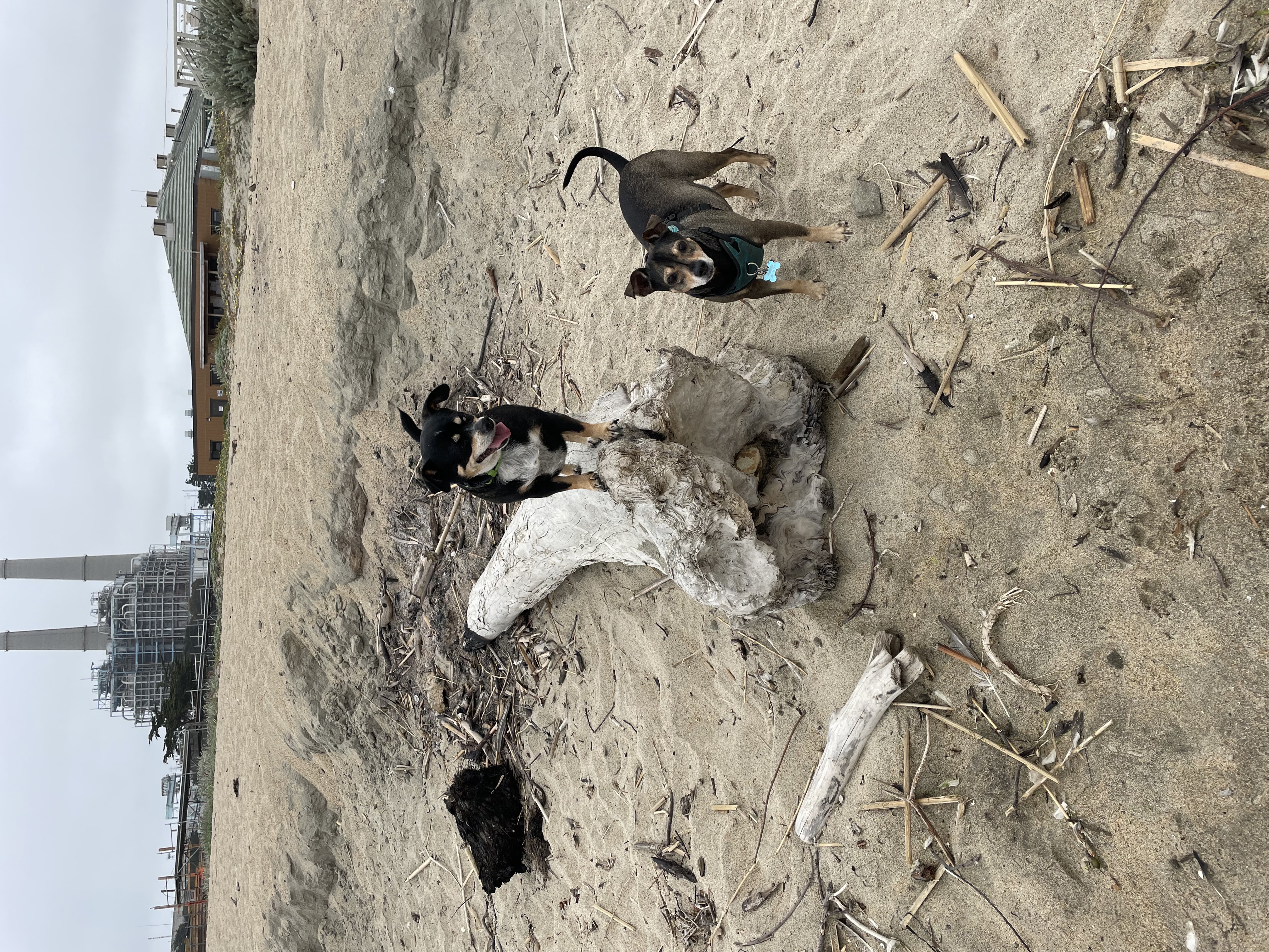 Daisy and Major at the beach