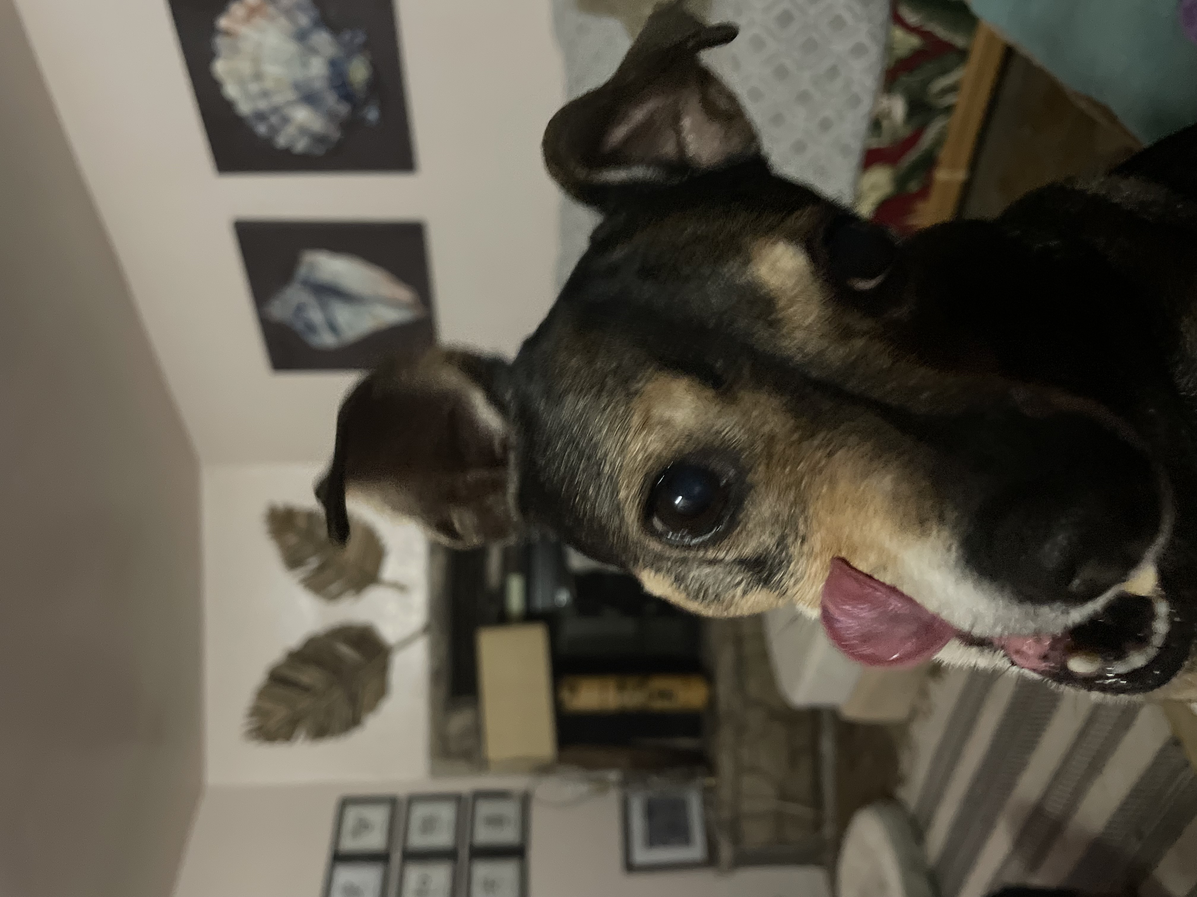 Major the dog with his tongue out
